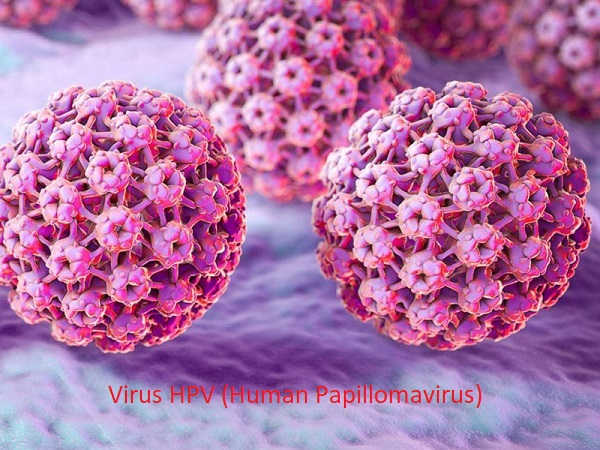 Virus HPV (Human Papillomavirus) gây bệnh sùi mào gà